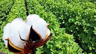 कपास आयात शुल्क माफी 31 दिसंबर तक बढ़ी