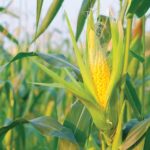 ट्रंप ने भारत पर मक्का आयात न करने का आरोप लगाया, जबकि भारत म्यांमार और यूक्रेन से ड्यूटी-फ्री मक्का खरीद रहा है।