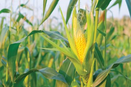 ट्रंप ने भारत पर मक्का आयात न करने का आरोप लगाया, जबकि भारत म्यांमार और यूक्रेन से ड्यूटी-फ्री मक्का खरीद रहा है।