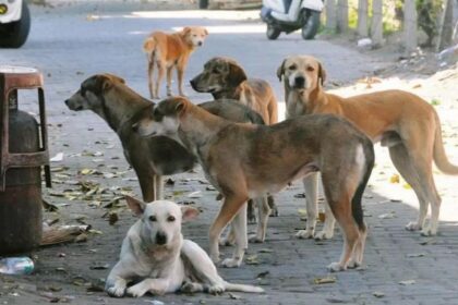 कामारेड्डी: पंचायत चुनाव के बाद 500 कुत्तों की हत्या