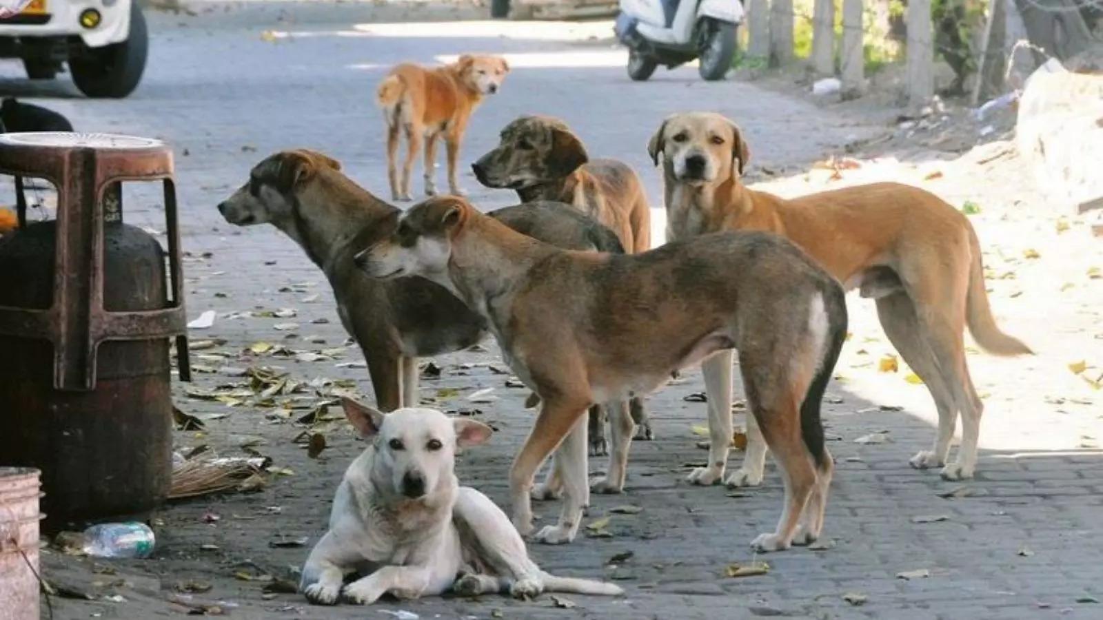 कामारेड्डी: पंचायत चुनाव के बाद 500 कुत्तों की हत्या
